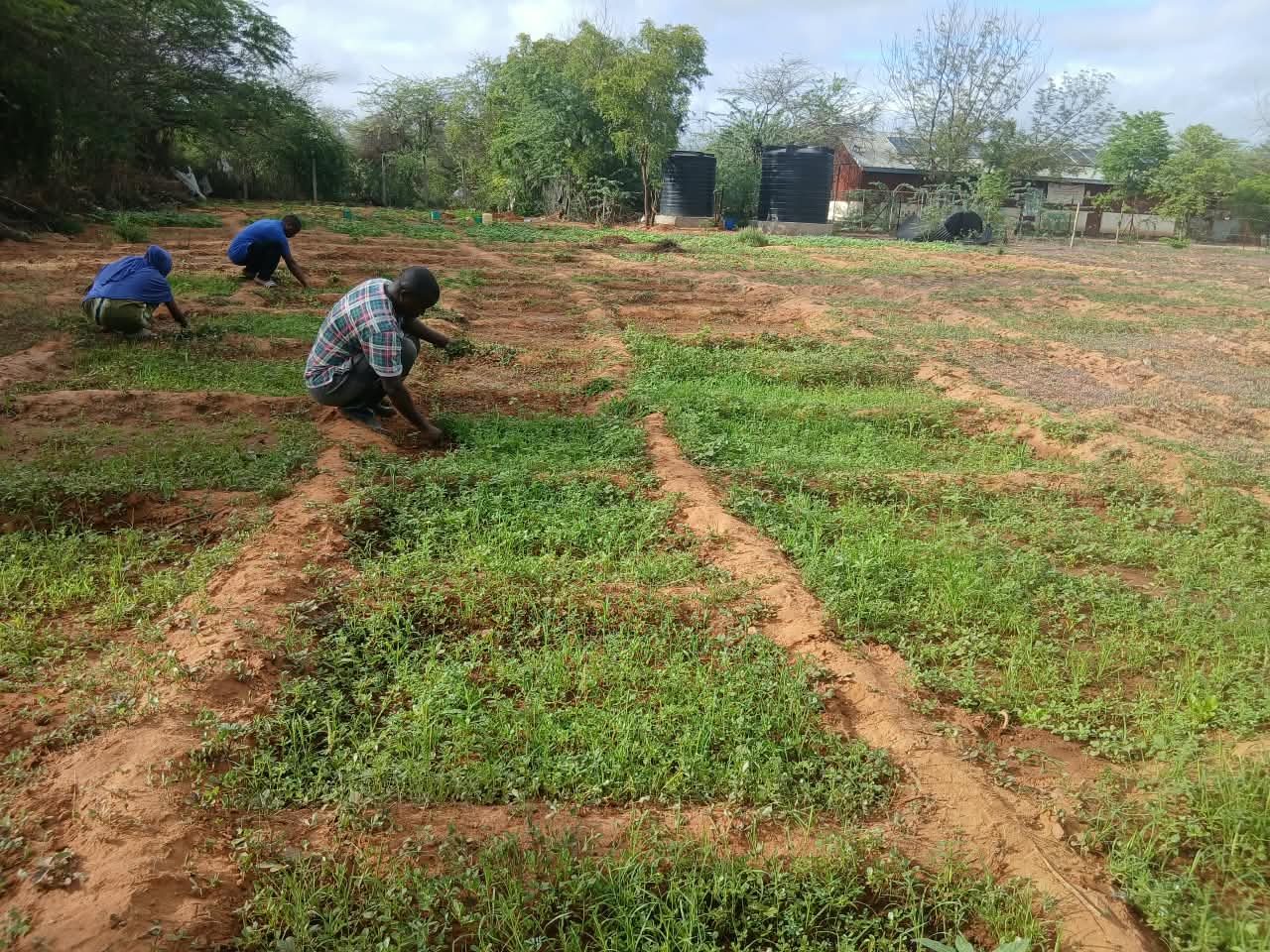 Three community members weeding green crop beds by hand in Dadaab