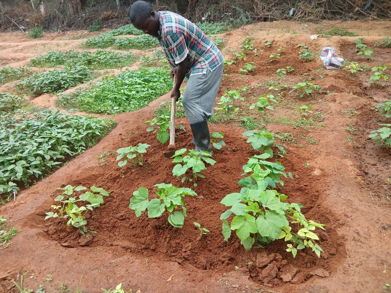 A farmer hoeing around young crops in a sunken vegetable bed in Dadaab