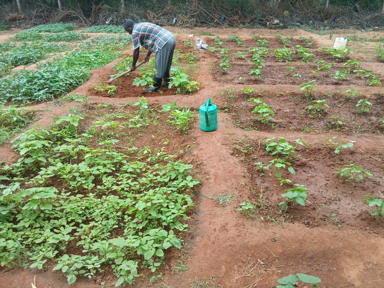 A GHEA farmer tending young vegetable beds with a green watering can nearby in Dadaab