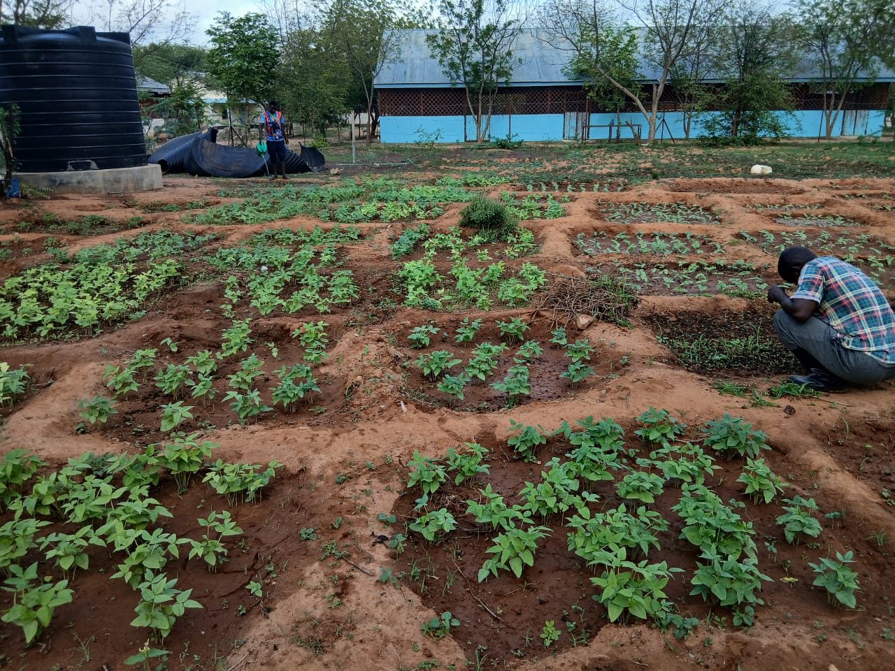 Lush green vegetable beds in sunken plots with a farmer tending crops in Dadaab