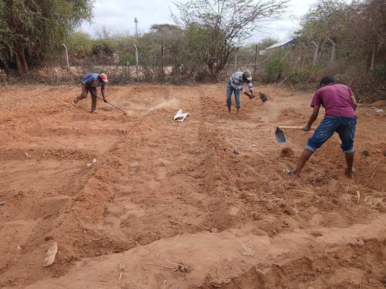 Three men preparing dry farm land with hoes and a shovel to form planting beds in Dadaab