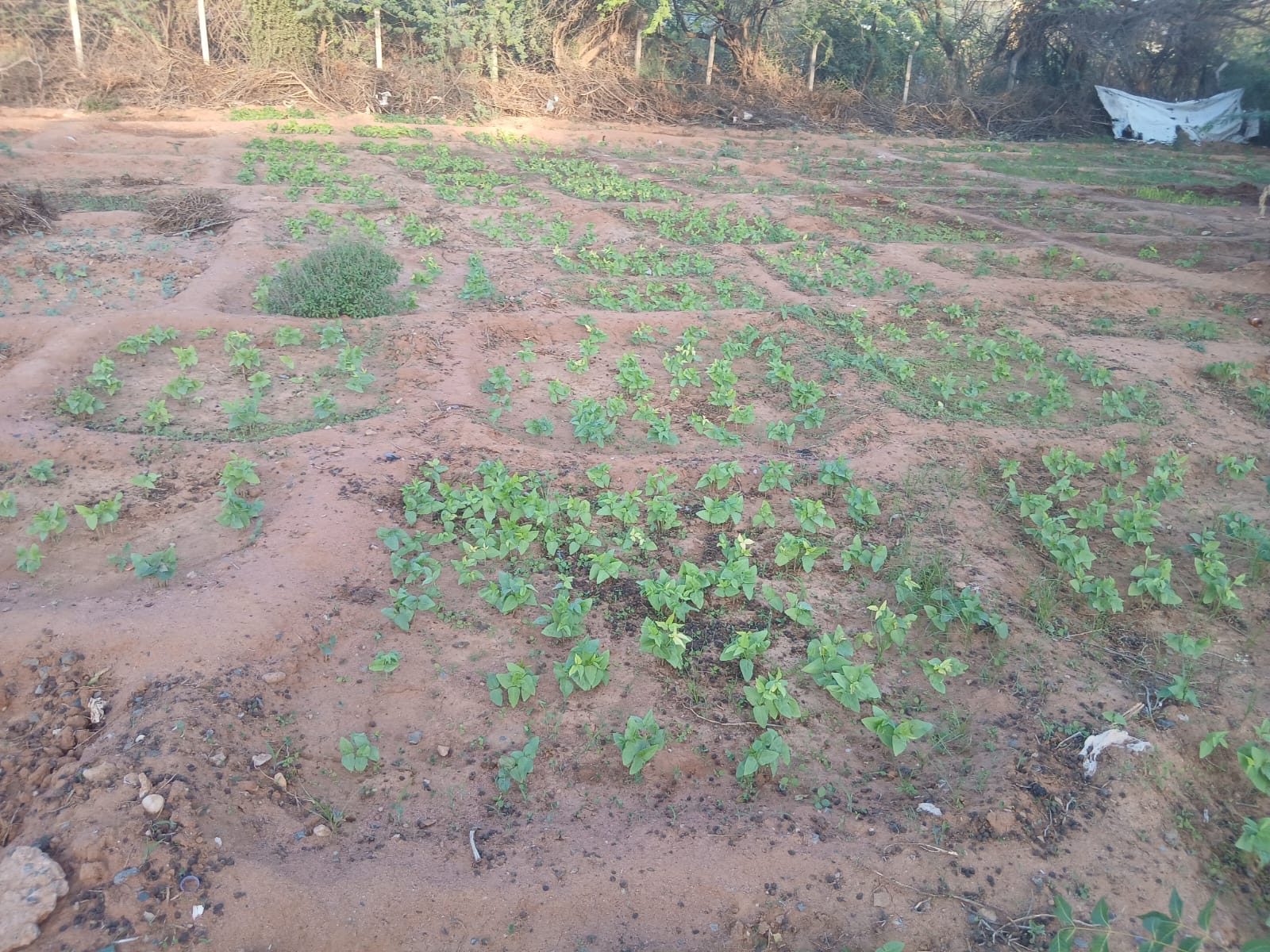 Young seedlings spaced across sunken kitchen-garden beds in Dadaab