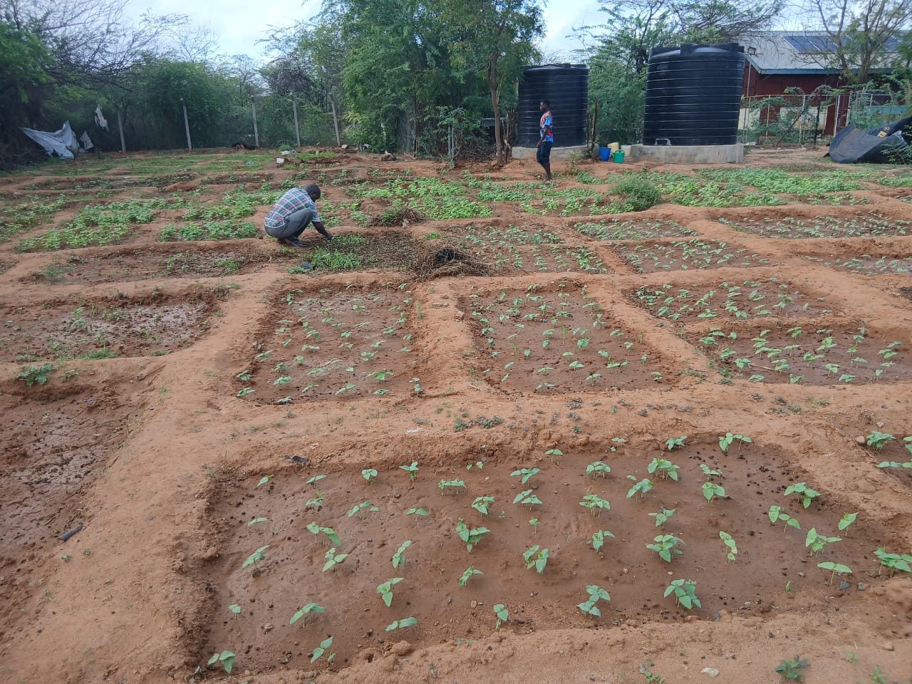 Vegetable beds with young crops, black water storage tanks and a building in the background in Dadaab
