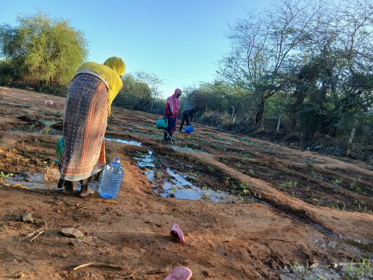 Women watering young vegetable beds using watering cans and containers in Dadaab