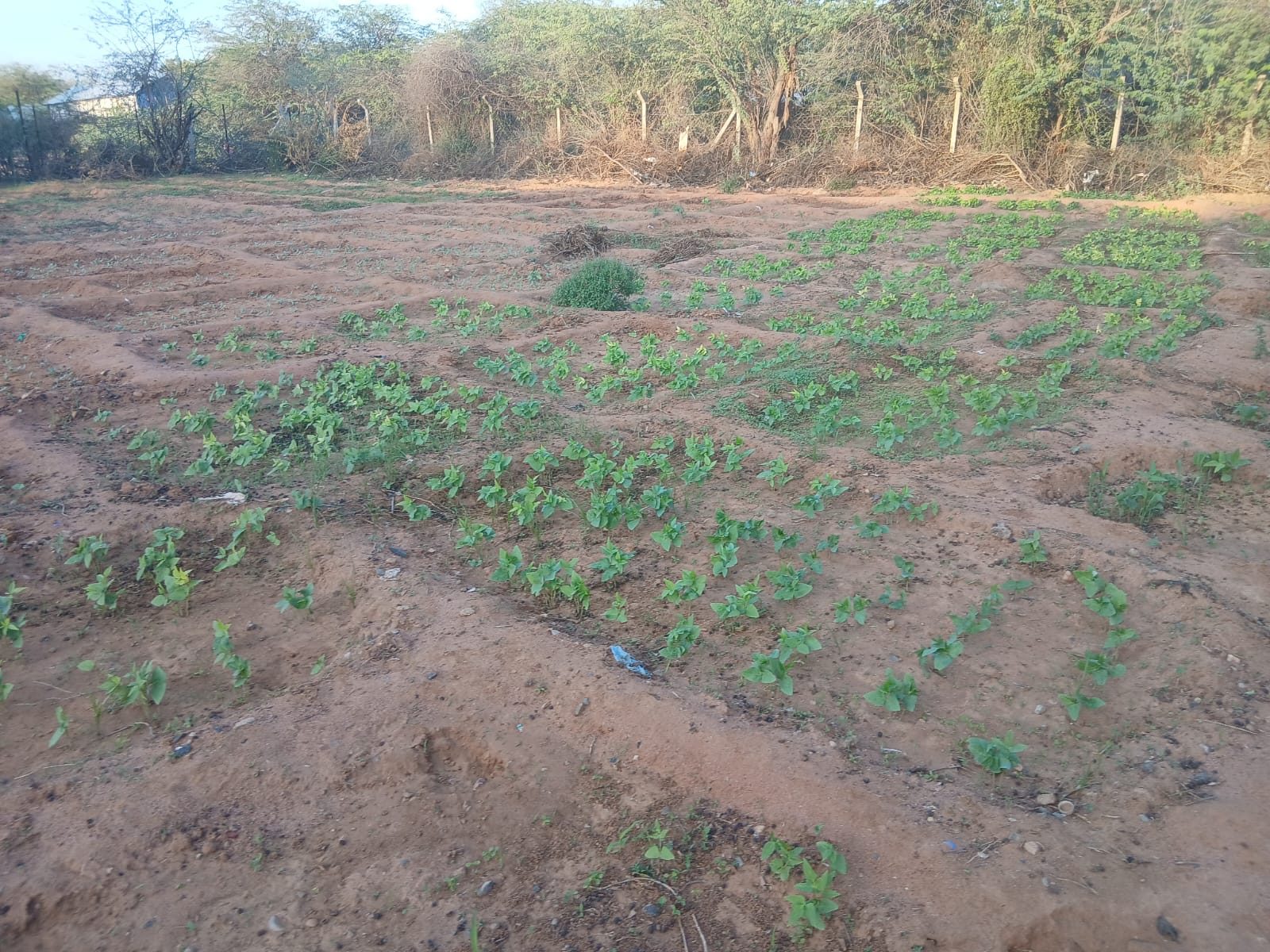 Rows of young green seedlings growing in sunken beds of red soil in Dadaab